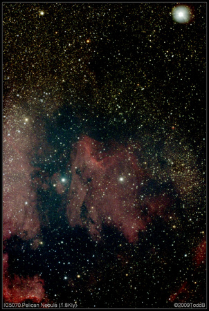IC5070 Pelican Nebula (1.8Kly)